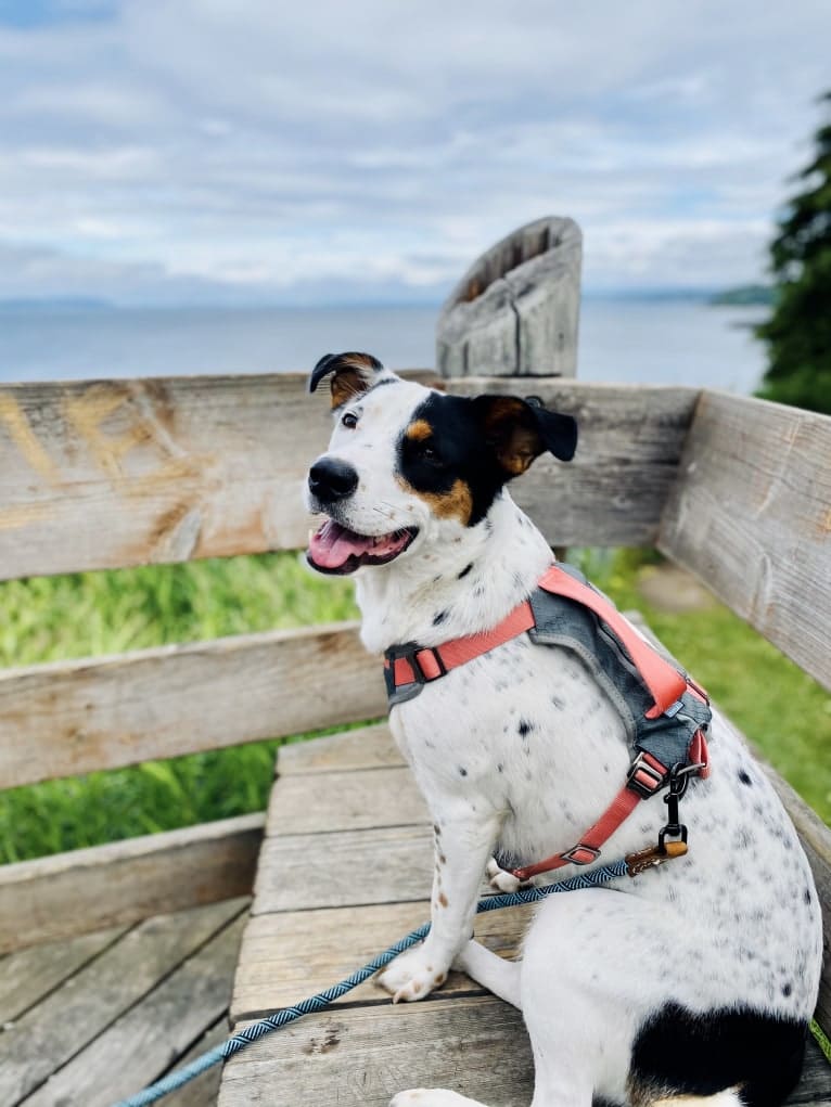 Rita, an Australian Cattle Dog and Rottweiler mix tested with EmbarkVet.com