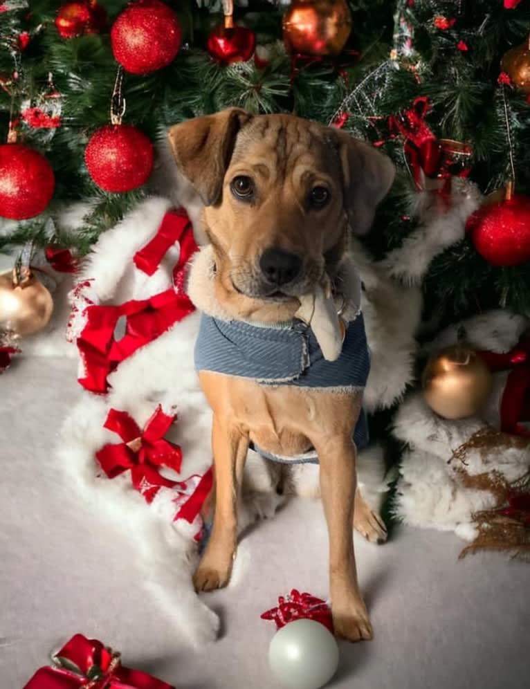 Pretzel, a Beagle and Golden Retriever mix tested with EmbarkVet.com