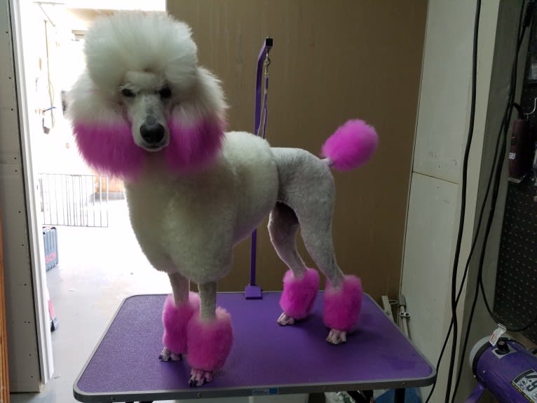 Bella, a Poodle (Standard) tested with EmbarkVet.com