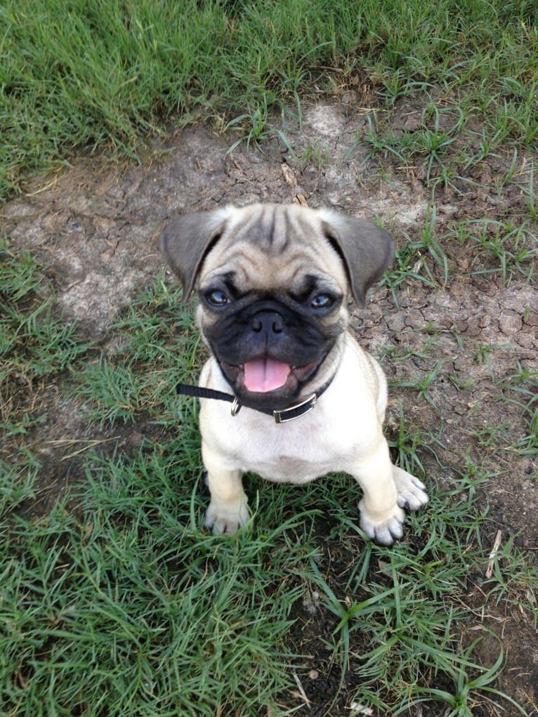 Mickey, a Pug tested with EmbarkVet.com