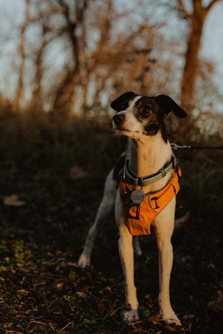 Badger, a Miniature Schnauzer and Chihuahua mix tested with EmbarkVet.com