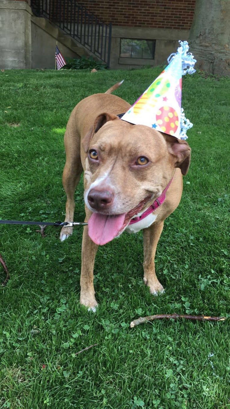 Buttercup, an American Pit Bull Terrier and Labrador Retriever mix tested with EmbarkVet.com