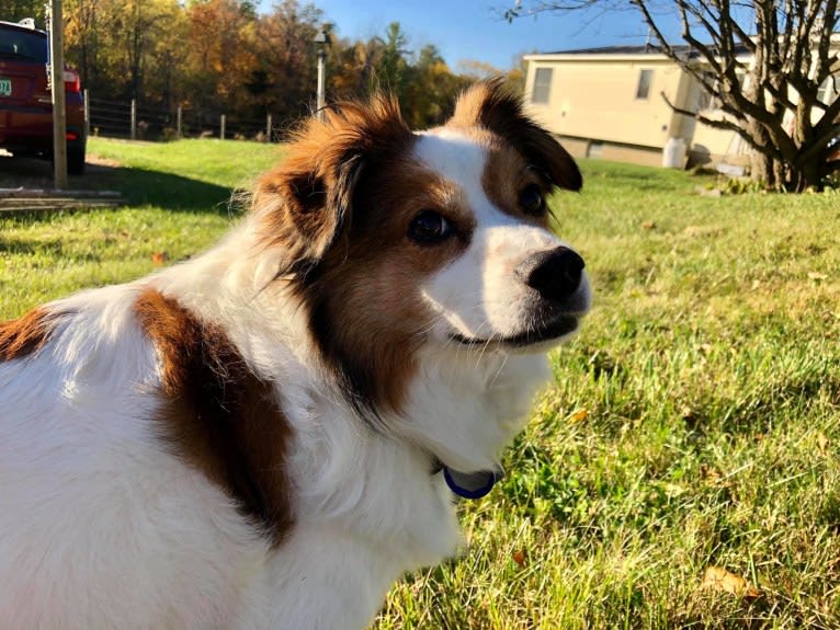 Cooper, an Australian Cattle Dog and Shih Tzu mix tested with EmbarkVet.com