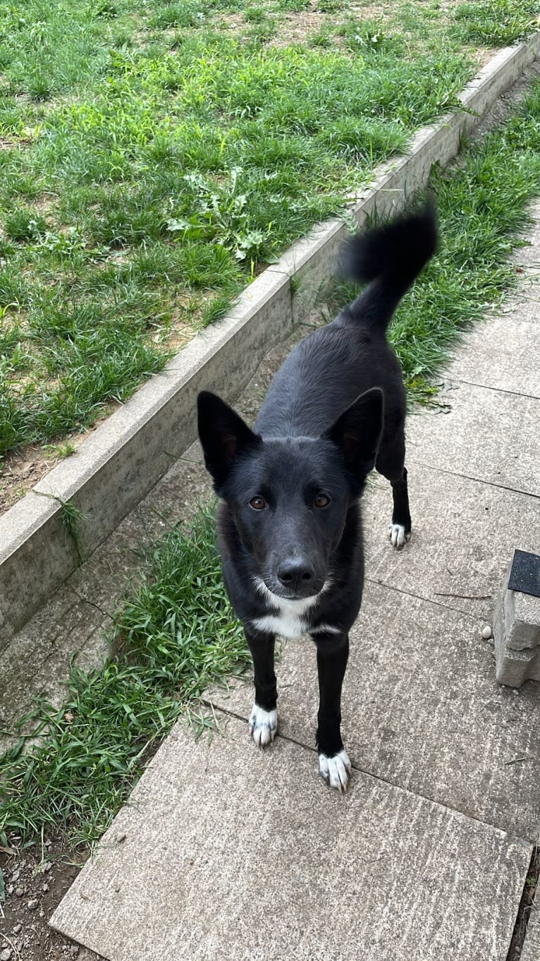 Coco, a Canaan Dog tested with EmbarkVet.com