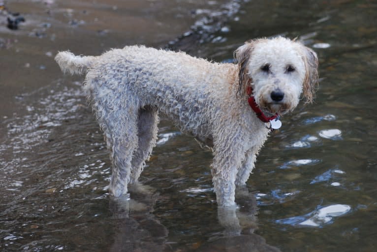 Fig, a Soft Coated Wheaten Terrier and Miniature Schnauzer mix tested with EmbarkVet.com