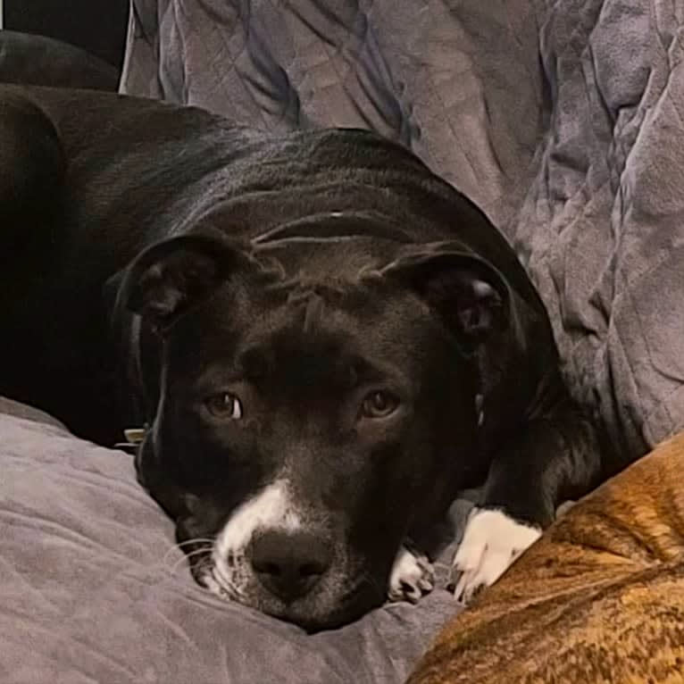 Luna, an American Pit Bull Terrier tested with EmbarkVet.com