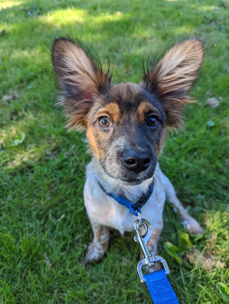 Luka, an Australian Cattle Dog and Chihuahua mix tested with EmbarkVet.com