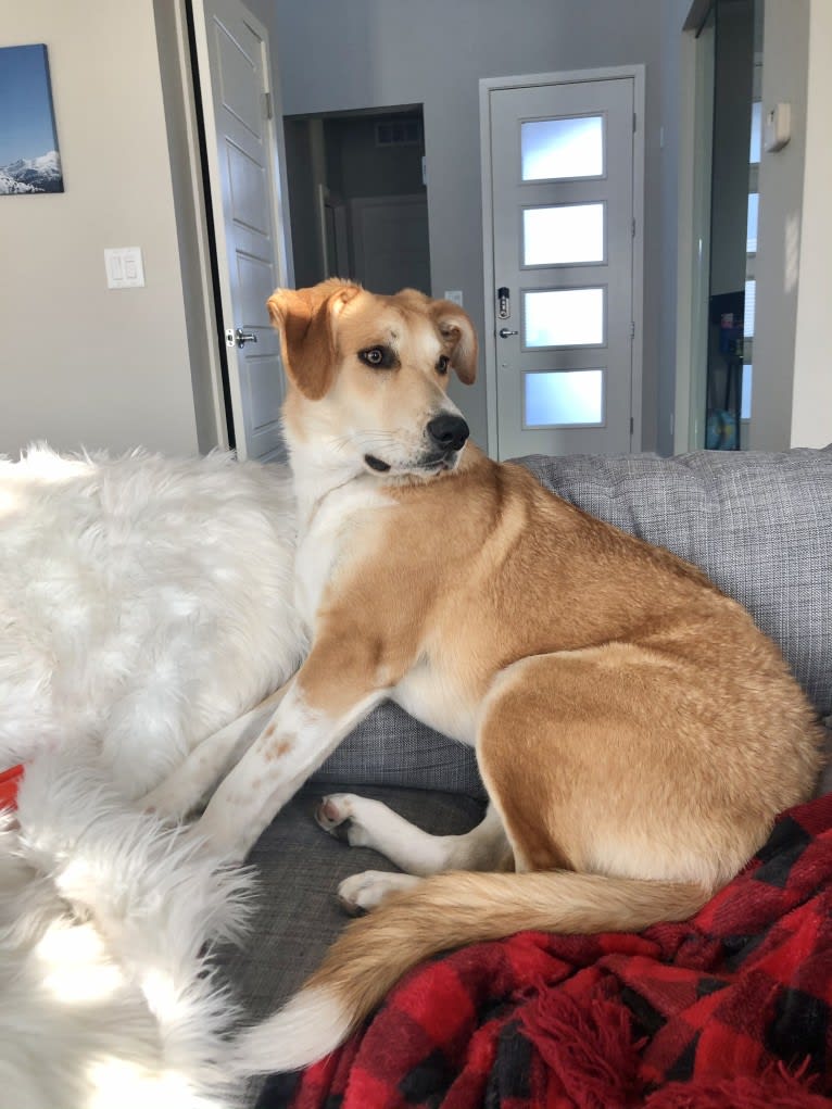 Bear, a Great Pyrenees and Australian Cattle Dog mix tested with EmbarkVet.com