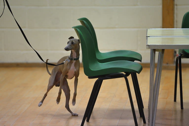 Reuben, an Italian Greyhound tested with EmbarkVet.com