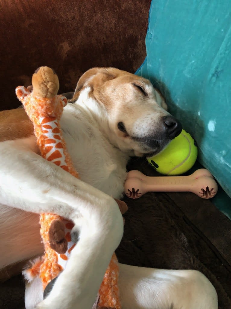 Celia, an American Foxhound tested with EmbarkVet.com