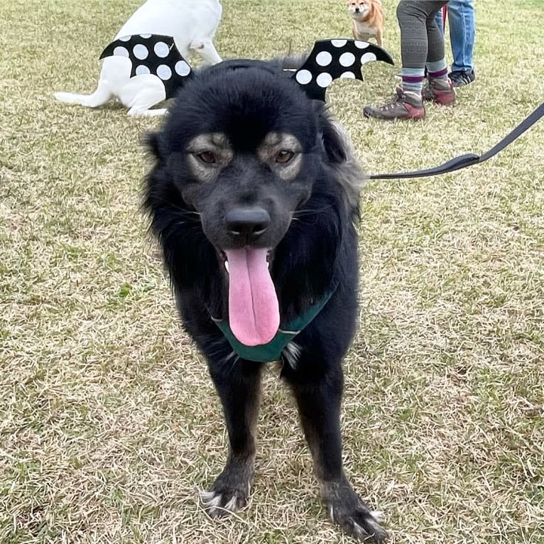 Bodhi, a Japanese or Korean Village Dog and Shiba Inu mix tested with EmbarkVet.com