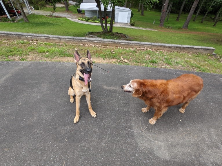 Lyra, a German Shepherd Dog tested with EmbarkVet.com