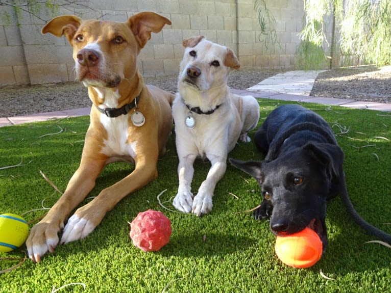 Photo of Bobbi, an American Pit Bull Terrier, Rottweiler, and Mixed mix in Tempe, Arizona, USA