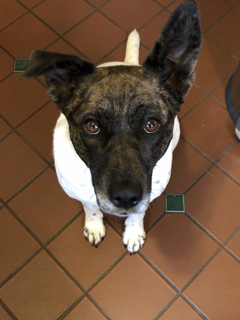 Annie, an American Pit Bull Terrier and Chow Chow mix tested with EmbarkVet.com