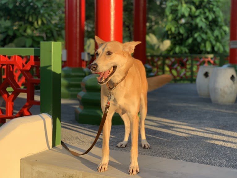 Becky, a Southeast Asian Village Dog tested with EmbarkVet.com