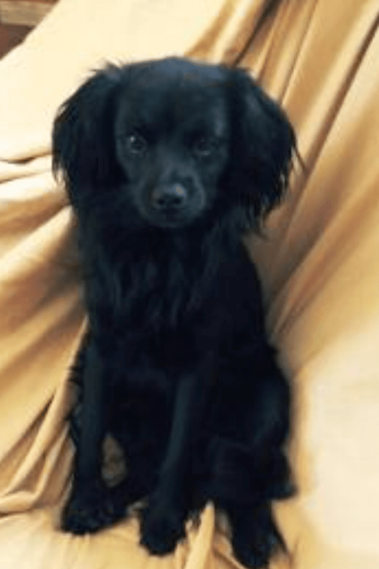 Cocker spaniel cross chihuahua outlet