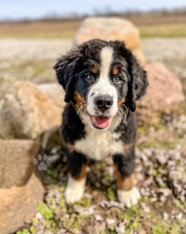 Raleigh, a Bernese Mountain Dog tested with EmbarkVet.com