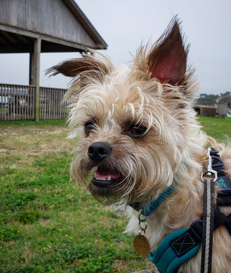 Reese, a Brussels Griffon and Poodle (Small) mix tested with EmbarkVet.com