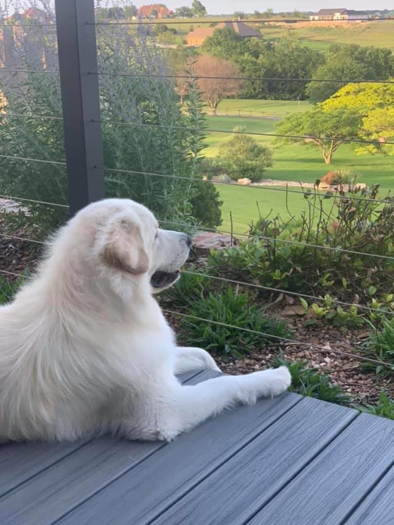 Ozzy, a Great Pyrenees tested with EmbarkVet.com