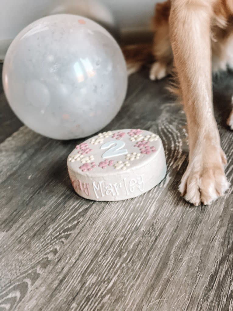 Marley, a Golden Retriever tested with EmbarkVet.com