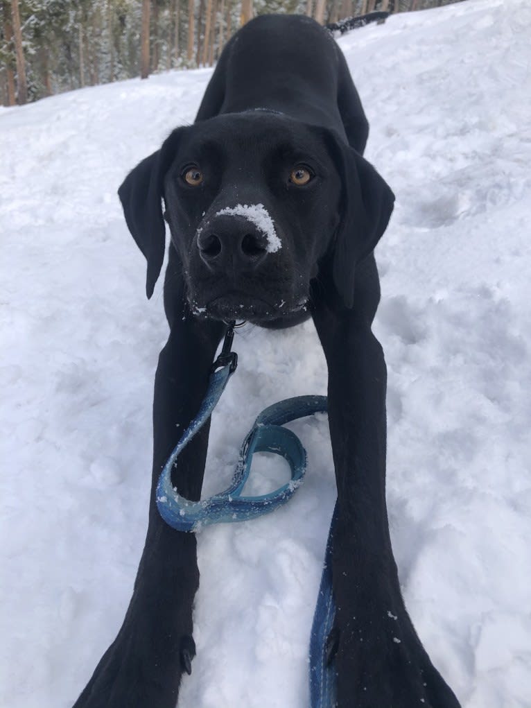 Casanova, a German Shorthaired Pointer and Rottweiler mix tested with EmbarkVet.com