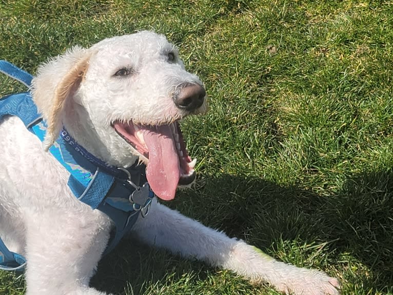 Jace, a Poodle (Standard) and Llewellin Setter mix tested with EmbarkVet.com