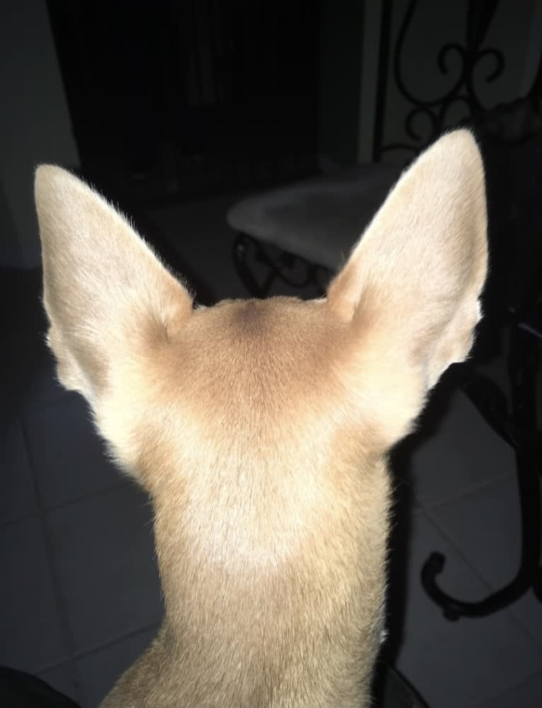 Westin, a Chihuahua and Rat Terrier mix tested with EmbarkVet.com