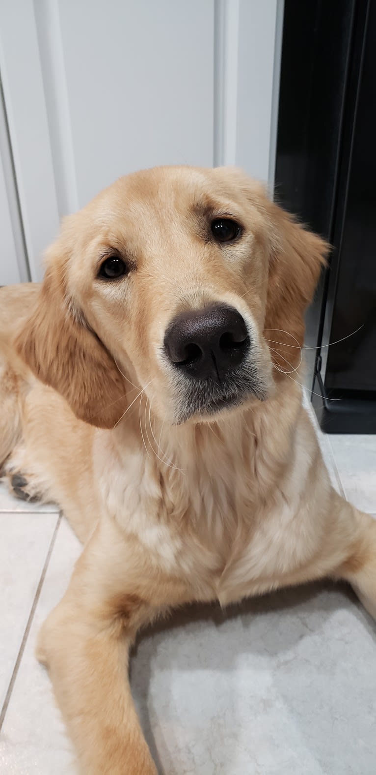 Fauna, a Golden Retriever (7.8% unresolved) tested with EmbarkVet.com