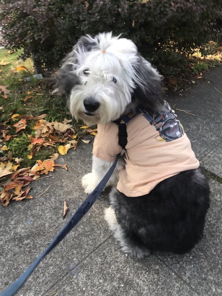 Winston, an Old English Sheepdog tested with EmbarkVet.com