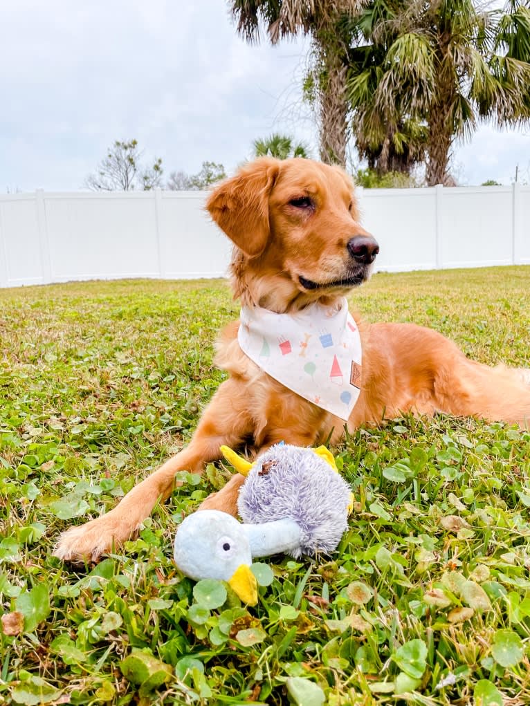 Emmie, a Golden Retriever tested with EmbarkVet.com