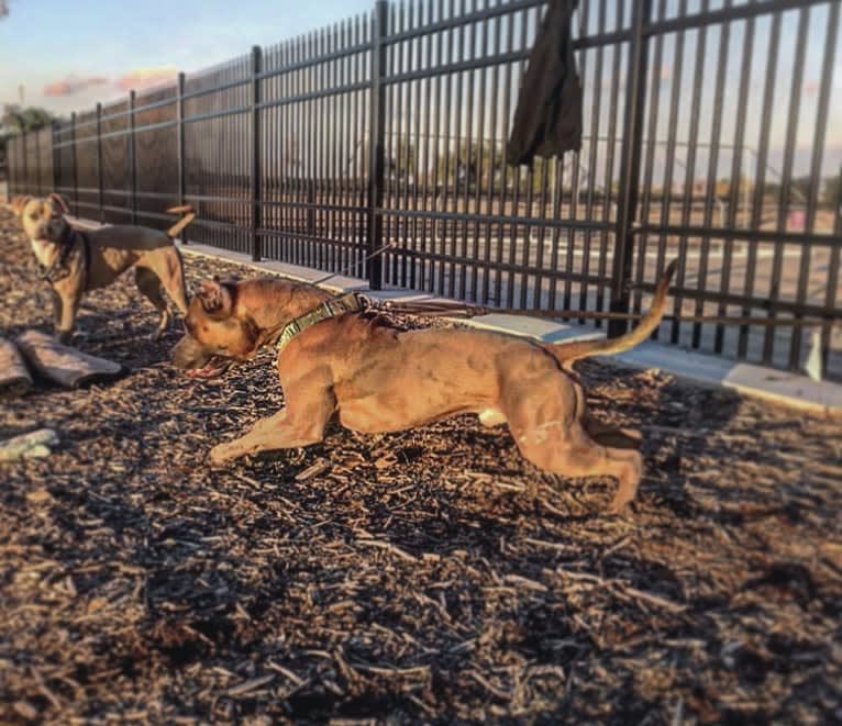 Storm King, an American Bully tested with EmbarkVet.com