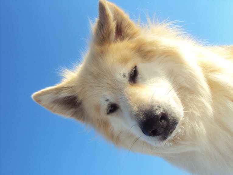 Olmo, an Alaskan Malamute and German Shepherd Dog mix tested with EmbarkVet.com
