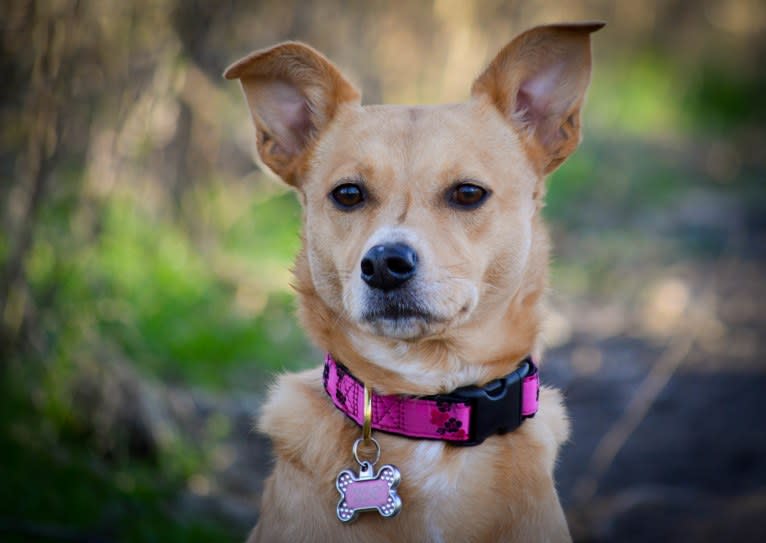 Zoe, an Australian Cattle Dog and Rat Terrier mix tested with EmbarkVet.com