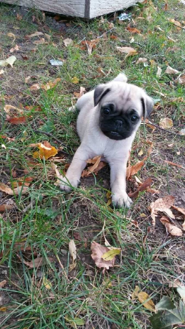 Rosco, a Pug and Pomeranian mix tested with EmbarkVet.com