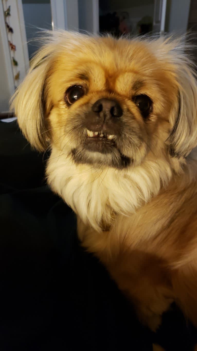 Ginger, a Pekingese tested with EmbarkVet.com