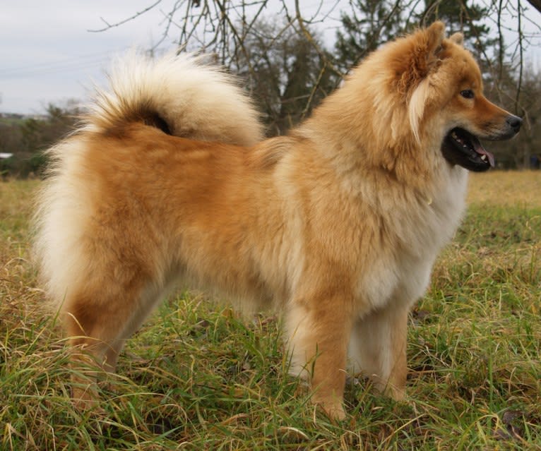 Mini, an Eurasier tested with EmbarkVet.com