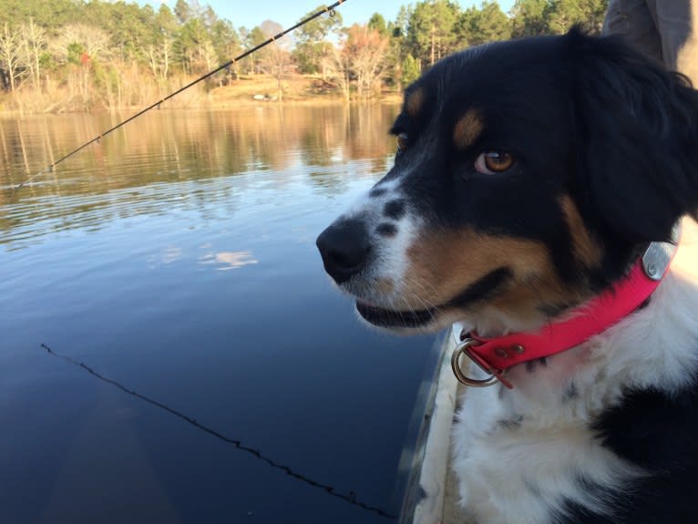 Scarlett, a Brittany and Australian Shepherd mix tested with EmbarkVet.com