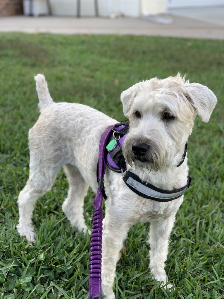 Lily, a Soft Coated Wheaten Terrier tested with EmbarkVet.com