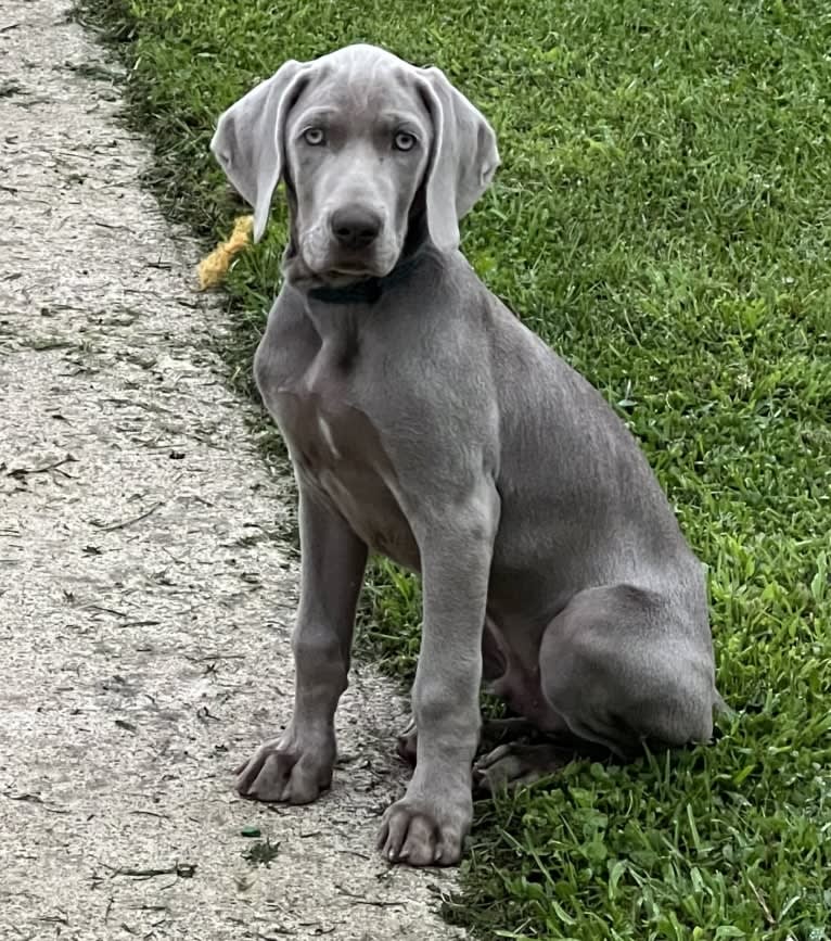 Apollo, a Weimaraner tested with EmbarkVet.com