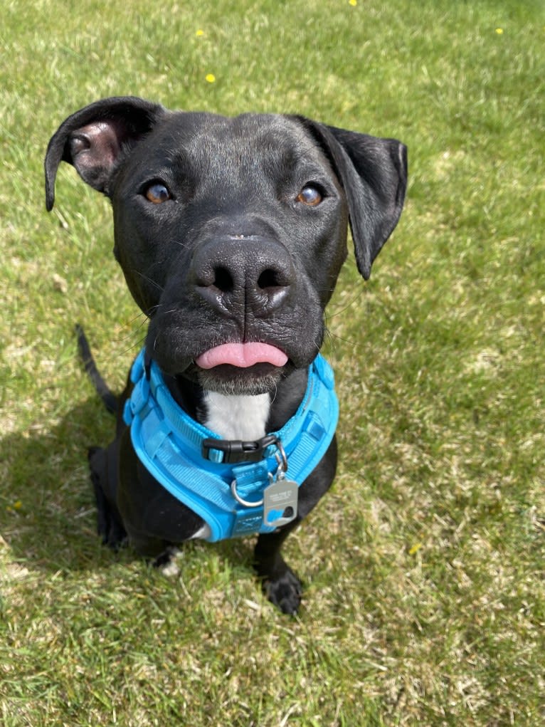 Zeuss, an American Pit Bull Terrier and Boxer mix tested with EmbarkVet.com