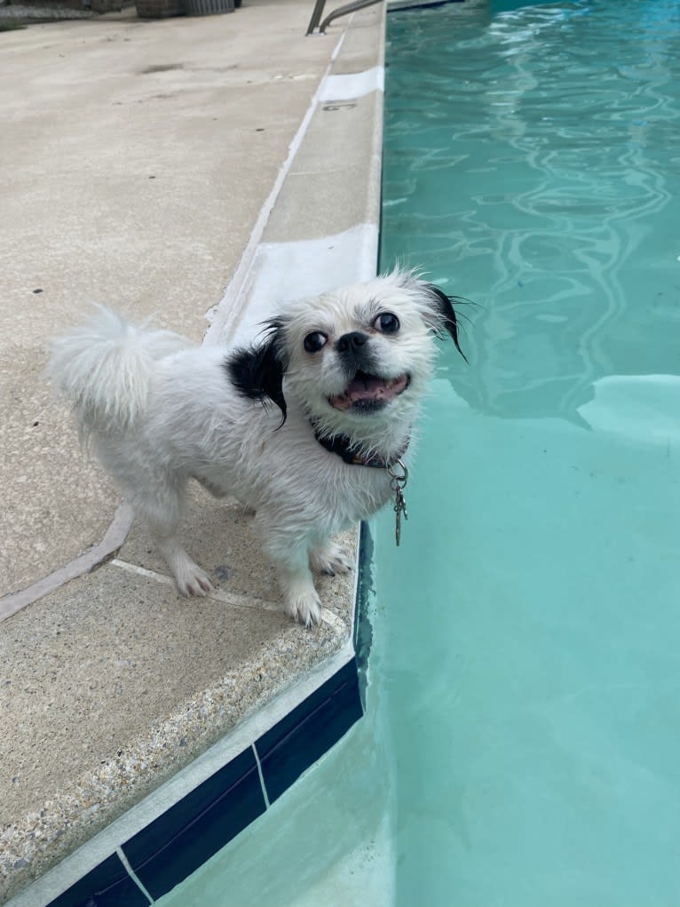 Tyson, a Lhasa Apso and Shih Tzu mix tested with EmbarkVet.com