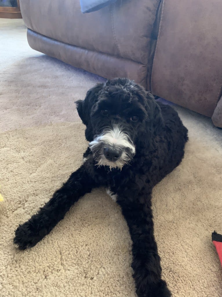 Malibu, a Goldendoodle tested with EmbarkVet.com