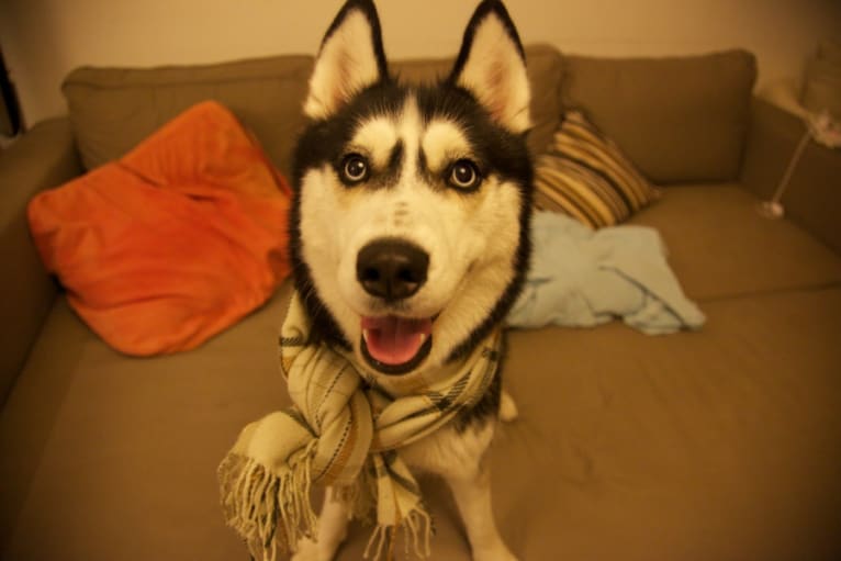 Keiko, a Siberian Husky tested with EmbarkVet.com
