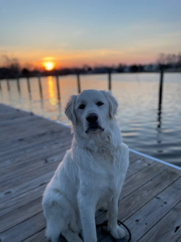 Blue, a Great Pyrenees and Labrador Retriever mix tested with EmbarkVet.com