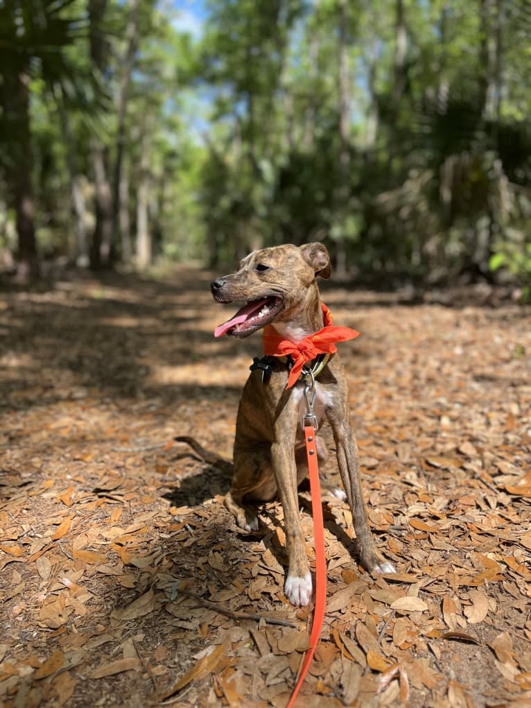 Kiwi, an American Pit Bull Terrier and Chihuahua mix tested with EmbarkVet.com