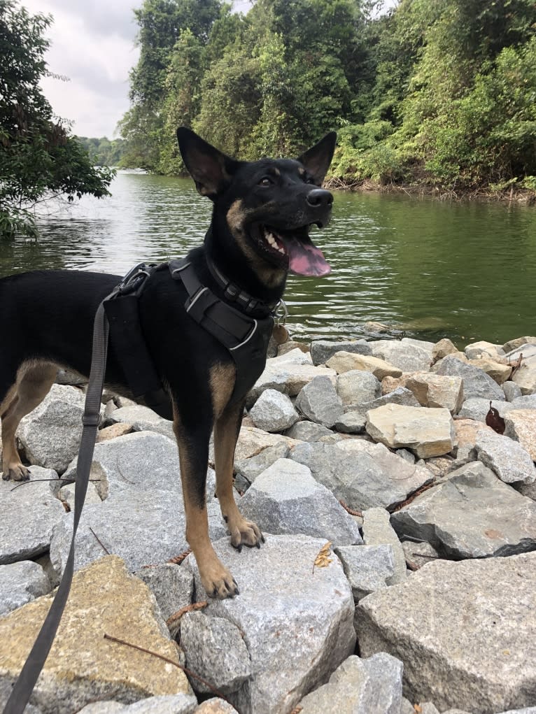 Ruby Forest, a Southeast Asian Village Dog tested with EmbarkVet.com