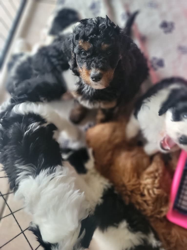 Ferdinand, a Bernedoodle tested with EmbarkVet.com