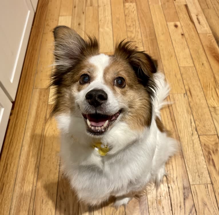 Cooper, an Australian Cattle Dog and Shih Tzu mix tested with EmbarkVet.com