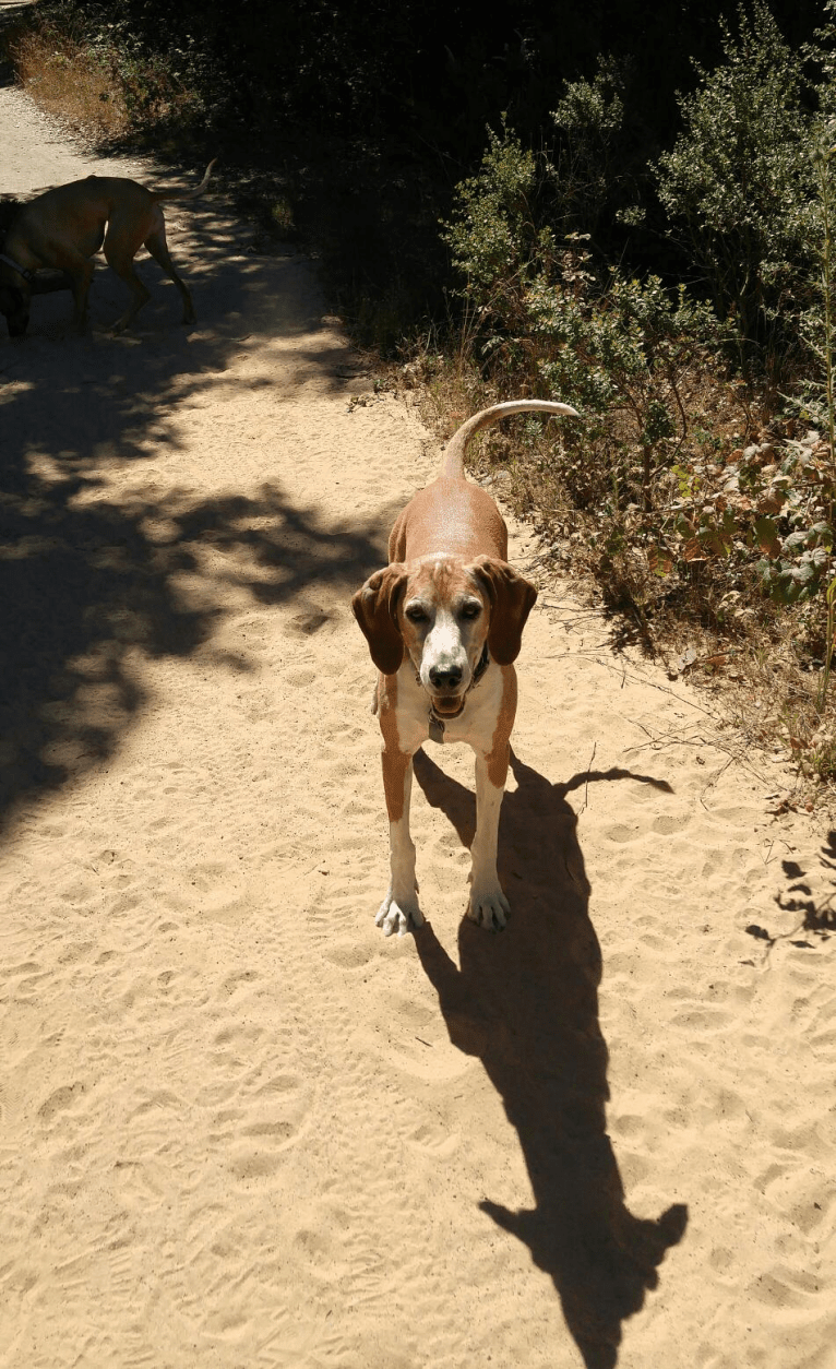 Tink, a Treeing Walker Coonhound and Plott mix tested with EmbarkVet.com