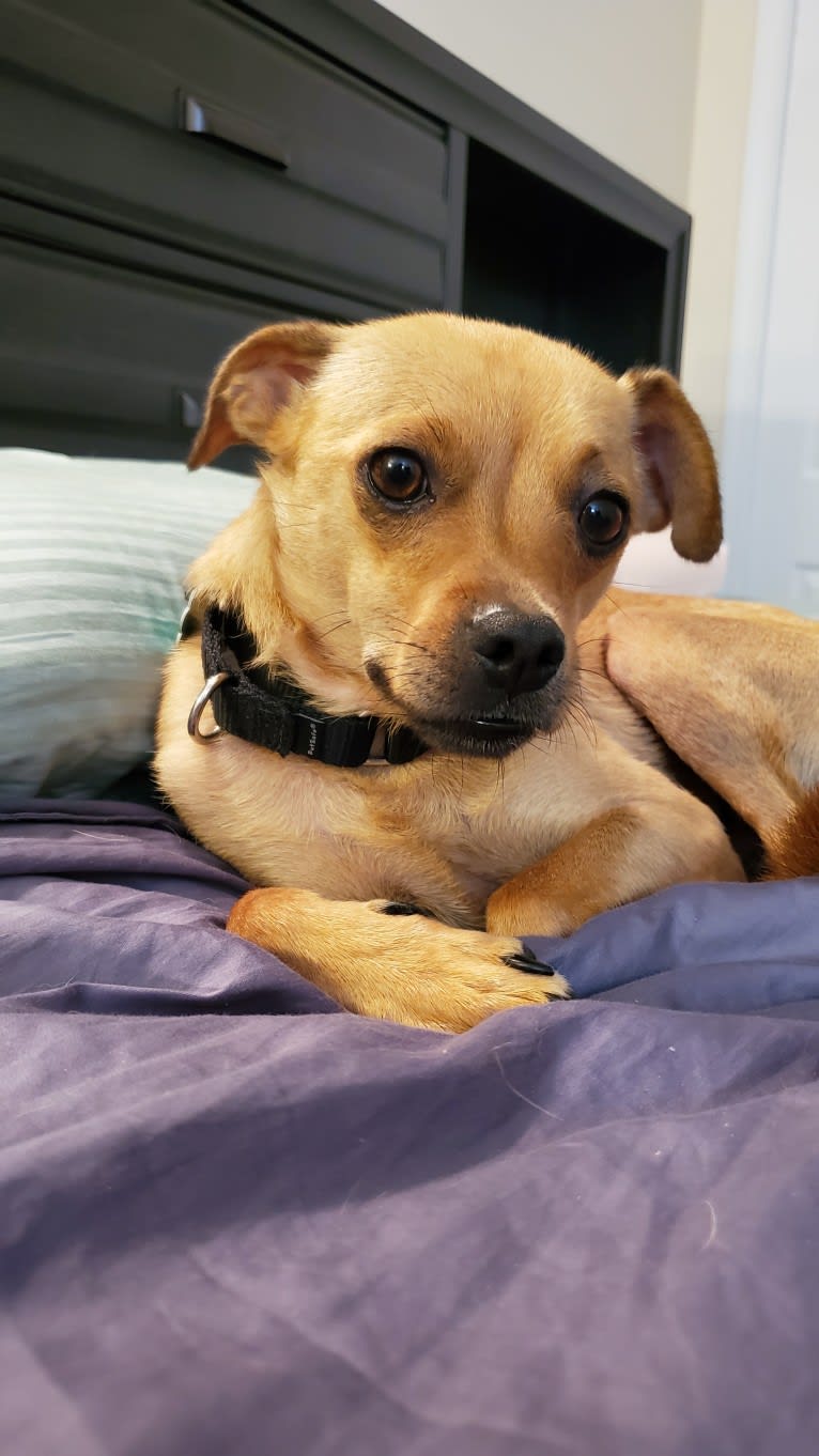 Churro, a Chihuahua and Rat Terrier mix tested with EmbarkVet.com